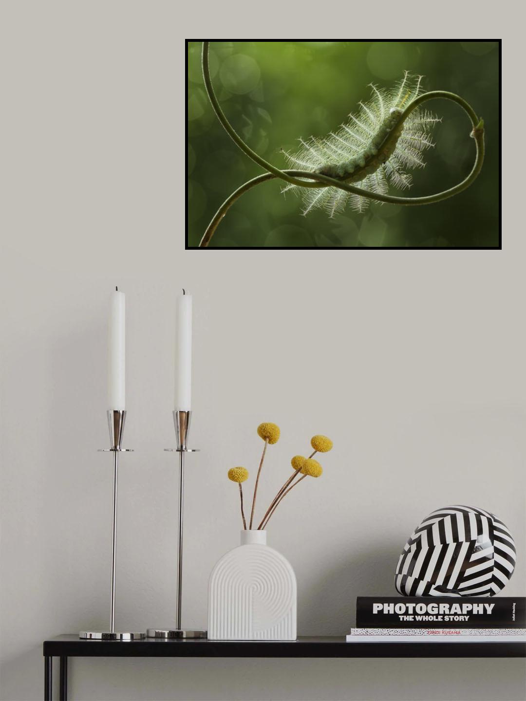 Mango Caterpillar Poster och Canvastavla