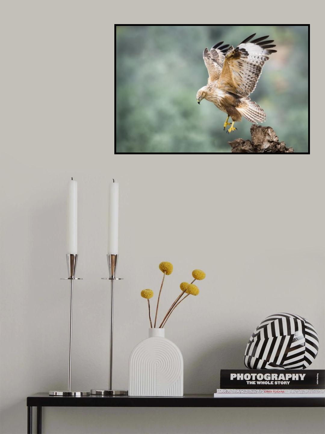 Buteo rufinus Poster och Canvastavla