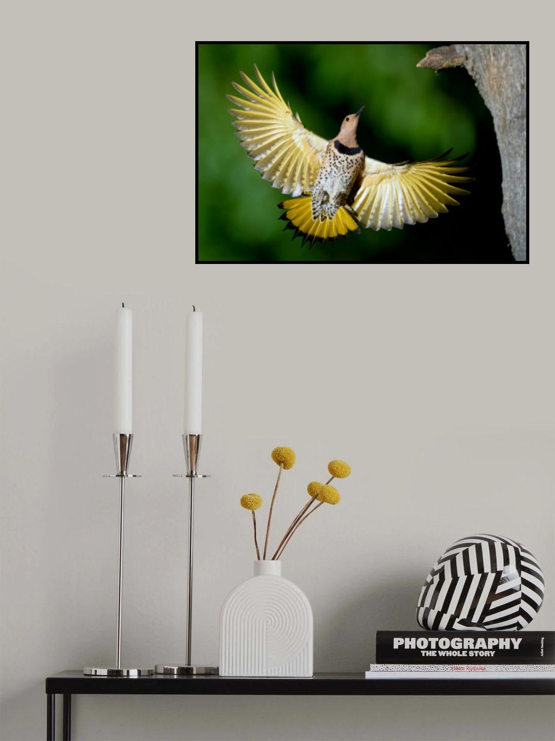 Shiny Northern Flicker Poster och Canvastavla