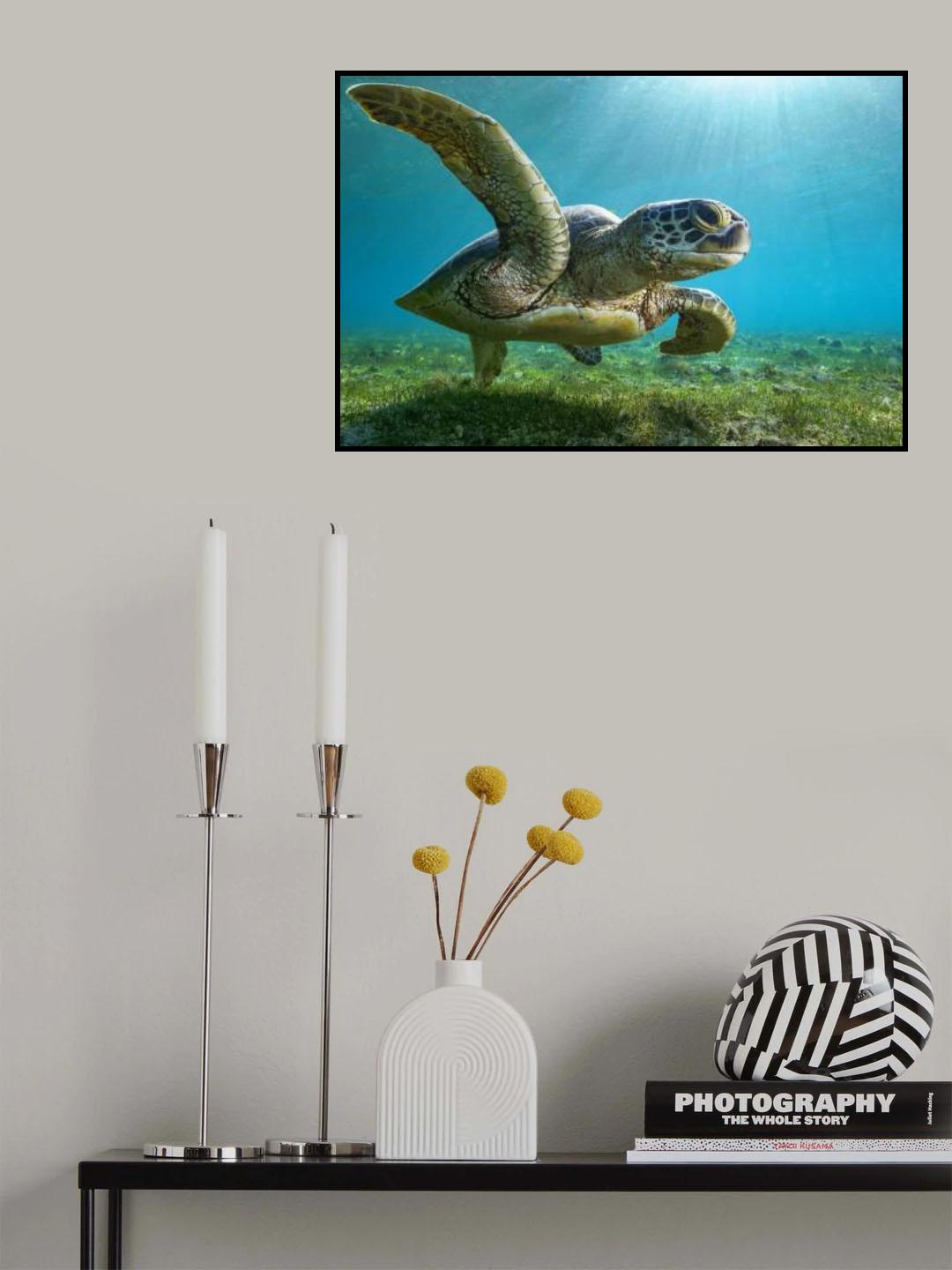 Green turtle Poster och Canvastavla