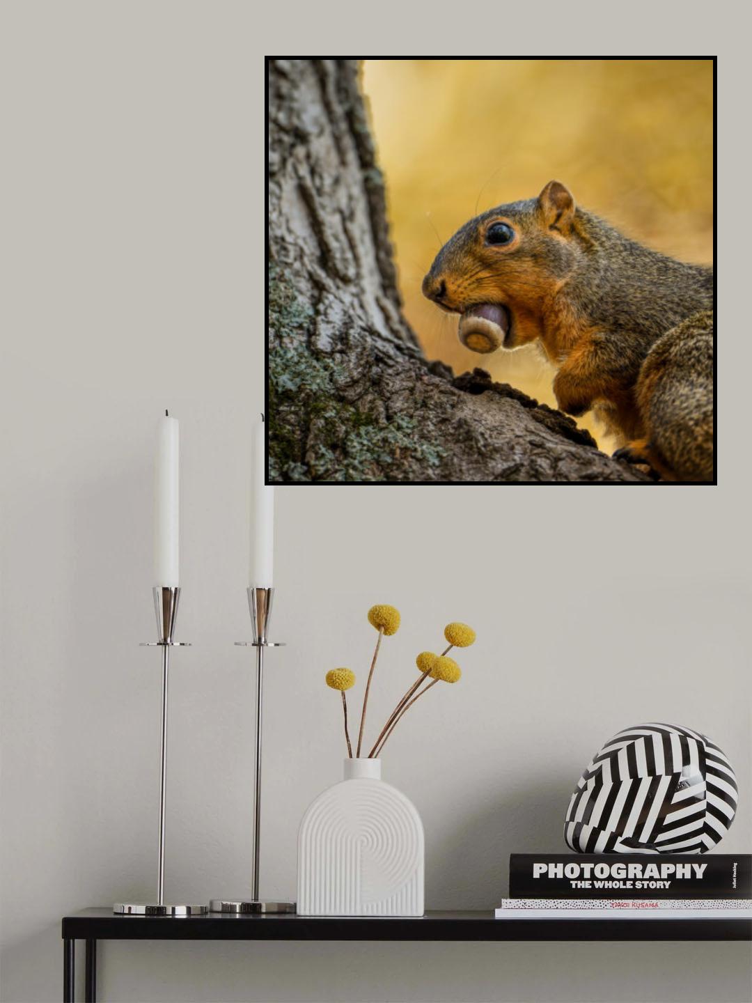 Fox squirrel Poster och Canvastavla