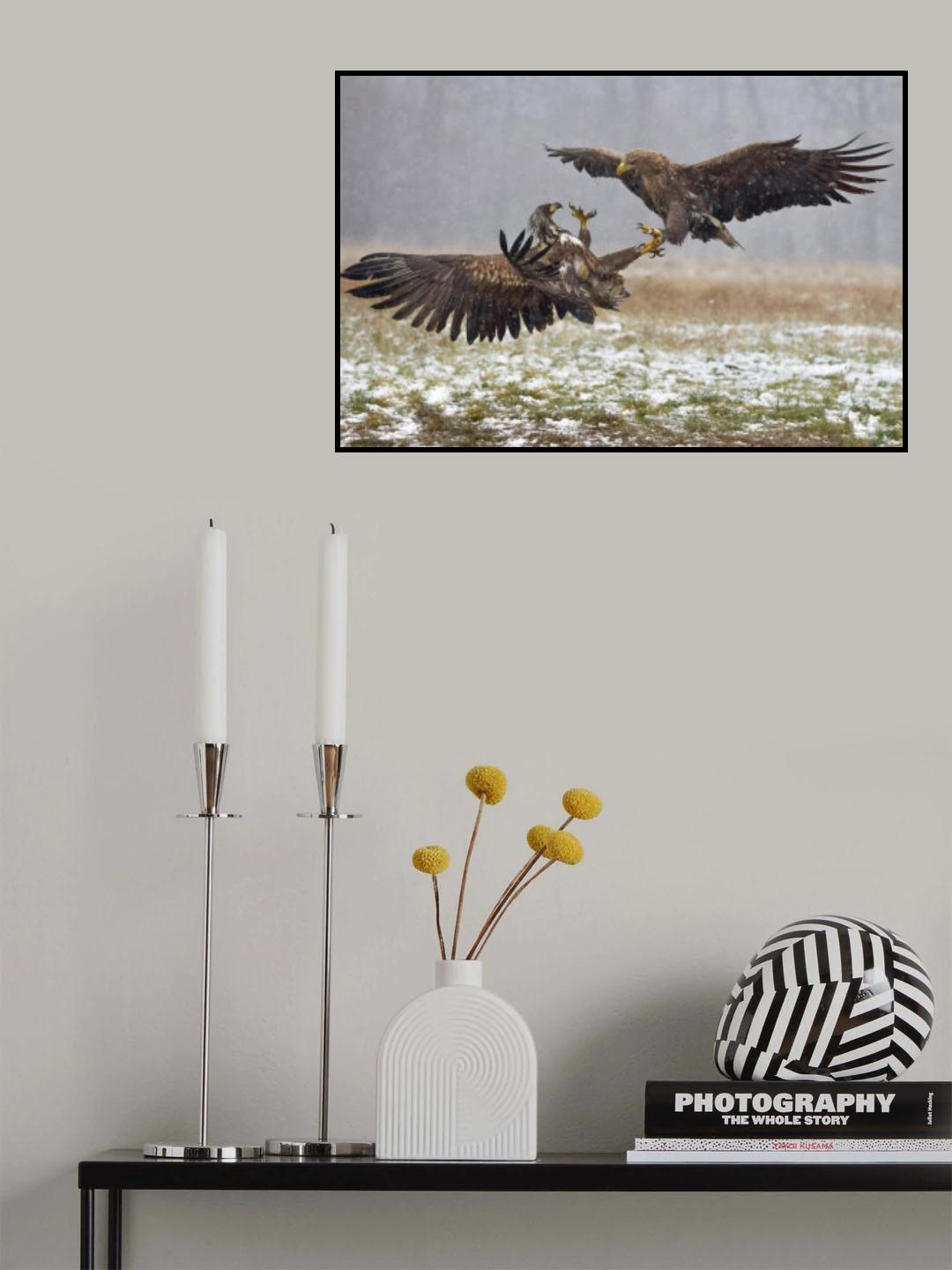 Eagle fights Poster och Canvastavla