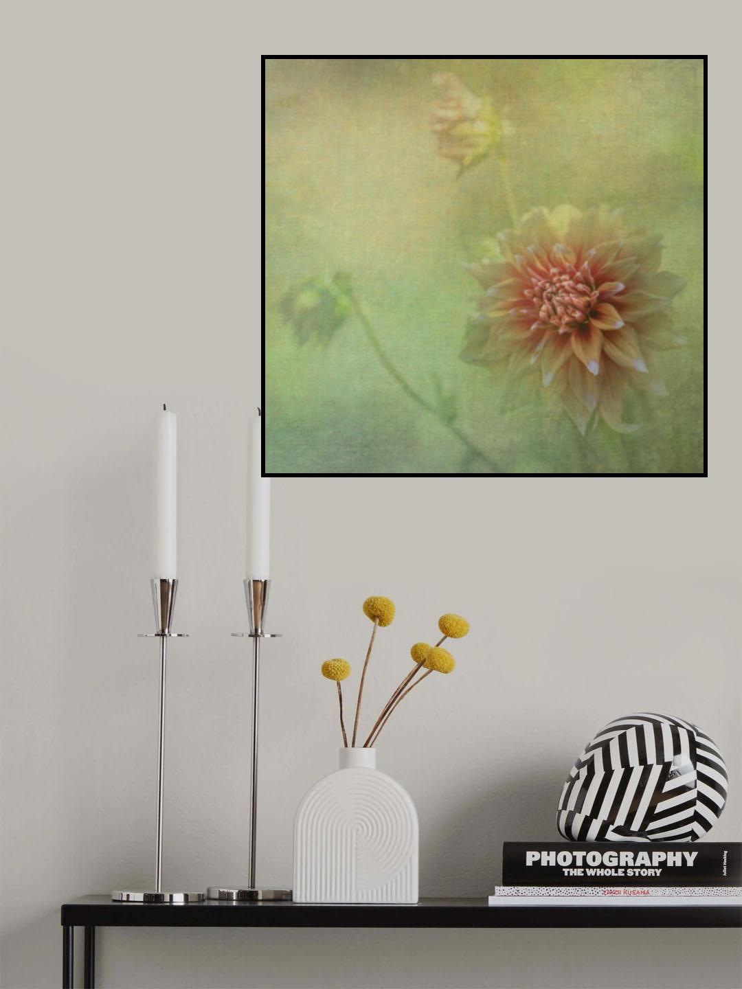 Dahlias Poster och Canvastavla