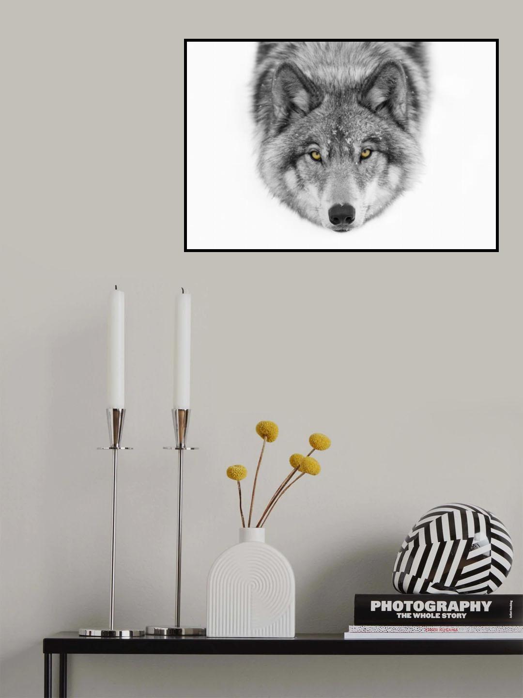 Yellow eyes - Timber Wolf Poster och Canvastavla