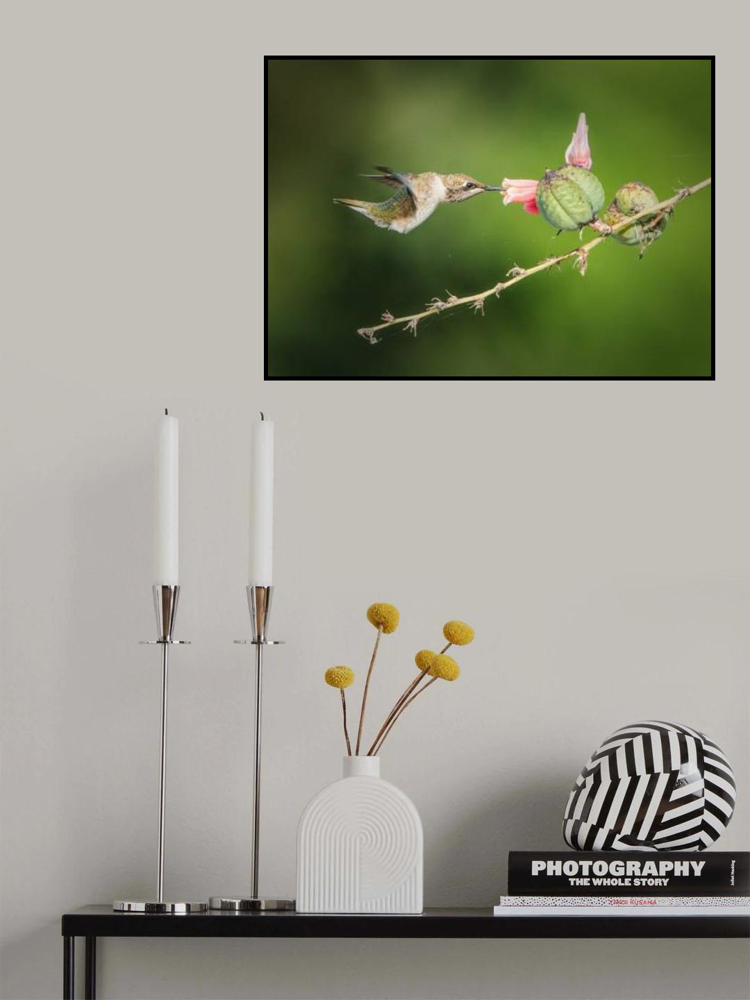 Hummingbird Poster och Canvastavla