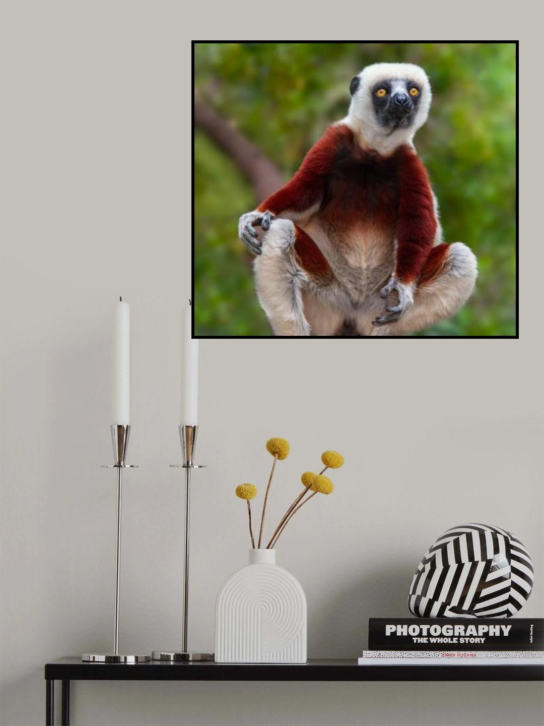 Lemur: Sifaka Portrait Poster och Canvastavla