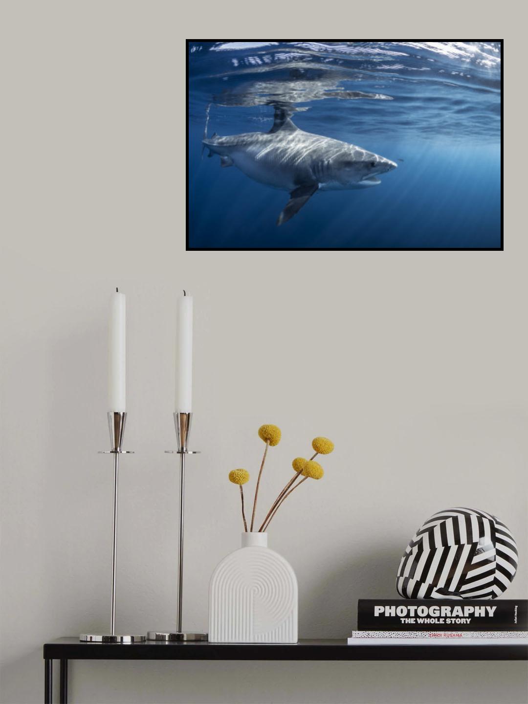 Encounter with a big tiger shark Poster och Canvastavla
