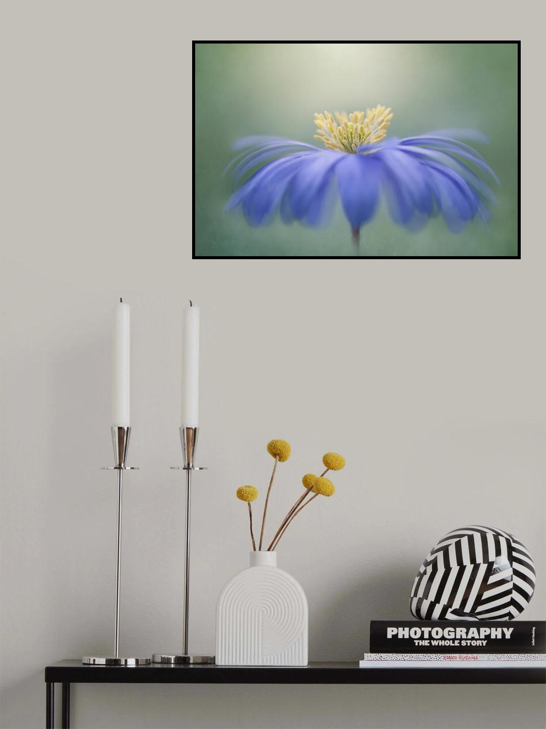 Winter Windflower Poster och Canvastavla