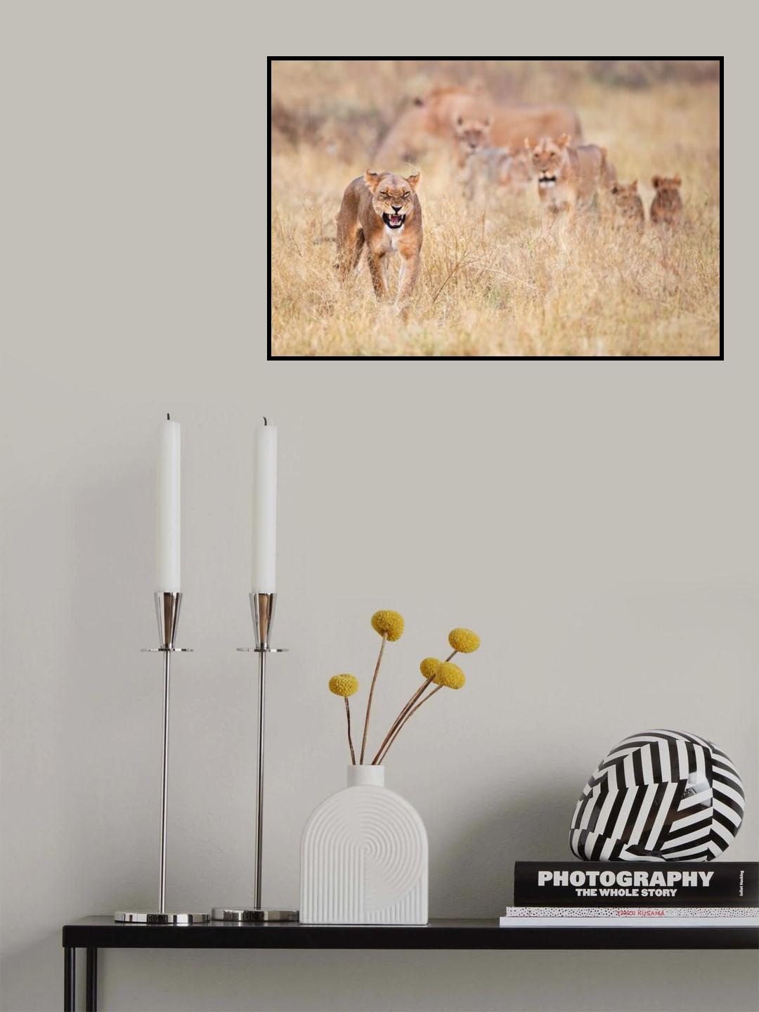 Lions Poster och Canvastavla