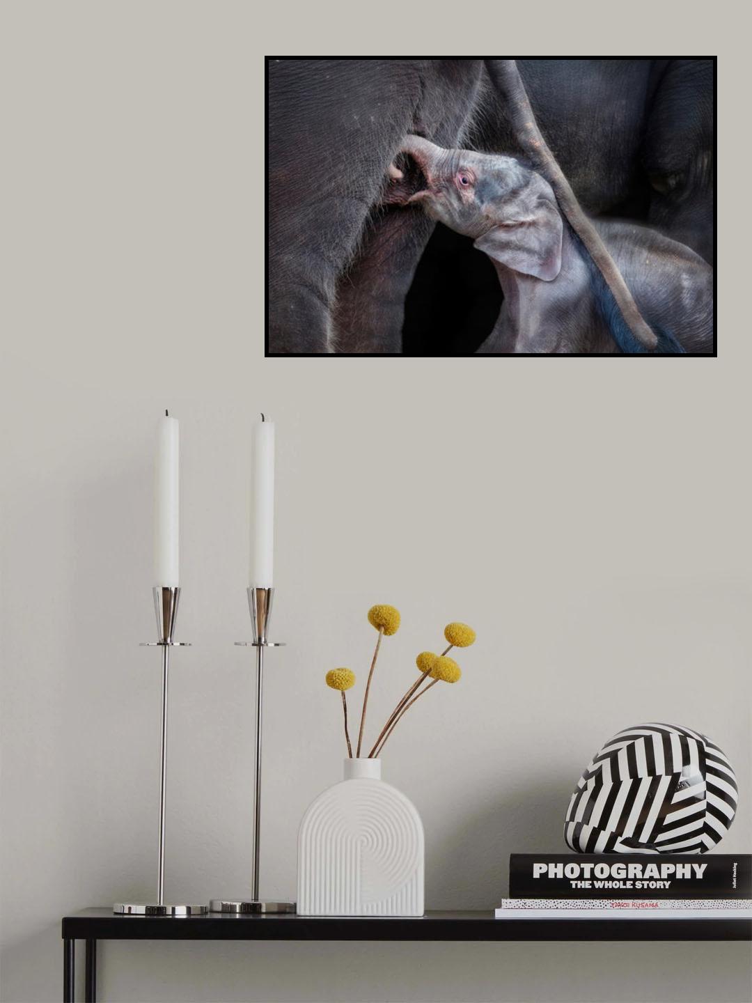 NEWBORN Poster och Canvastavla