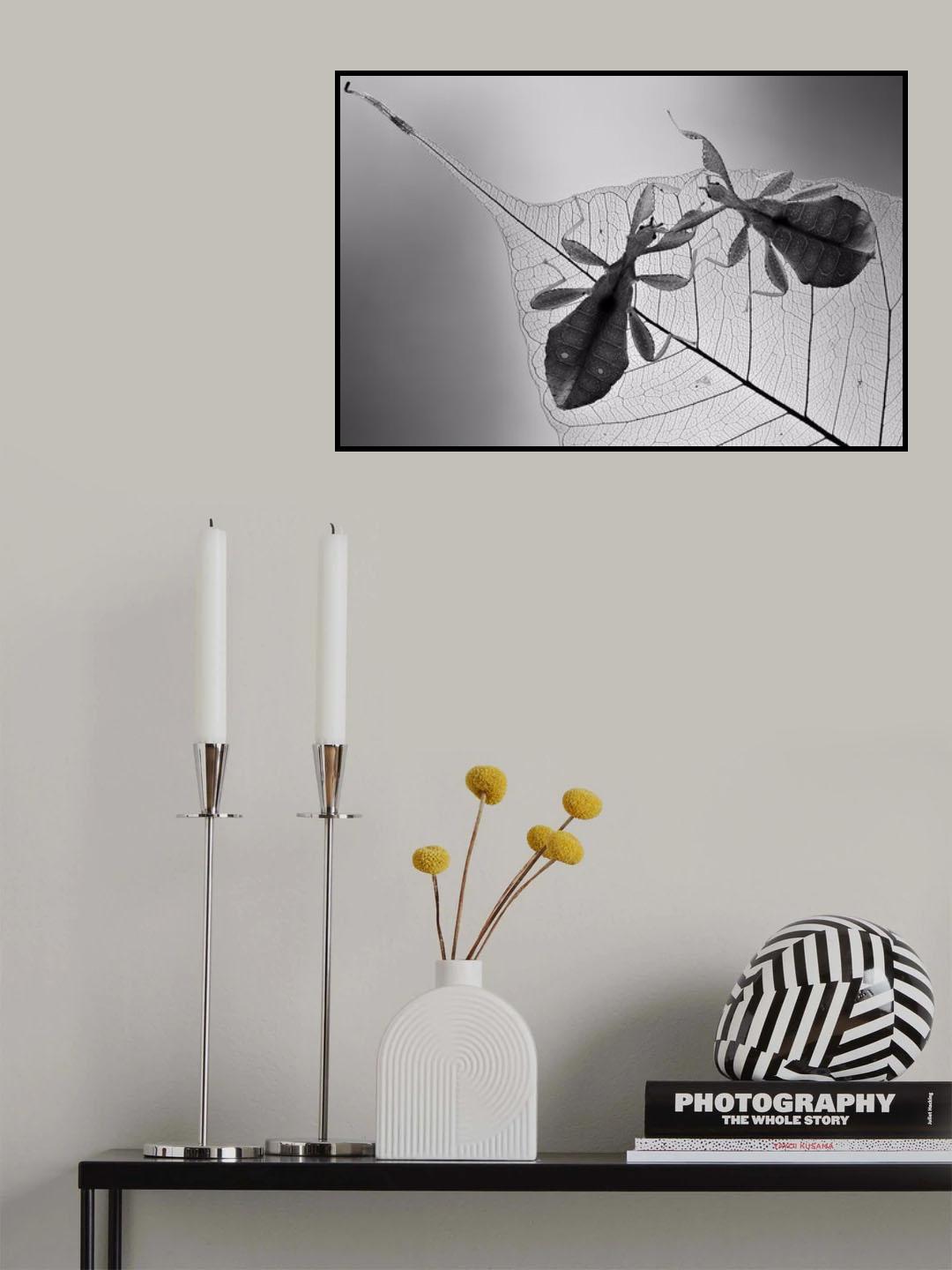 Phyllium Poster och Canvastavla