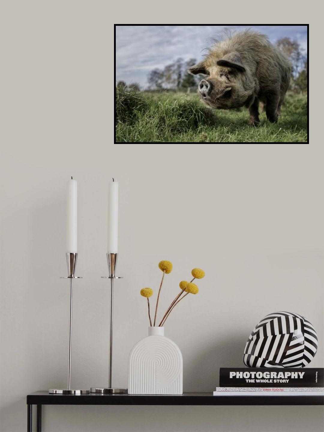 The bored Boar Poster och Canvastavla
