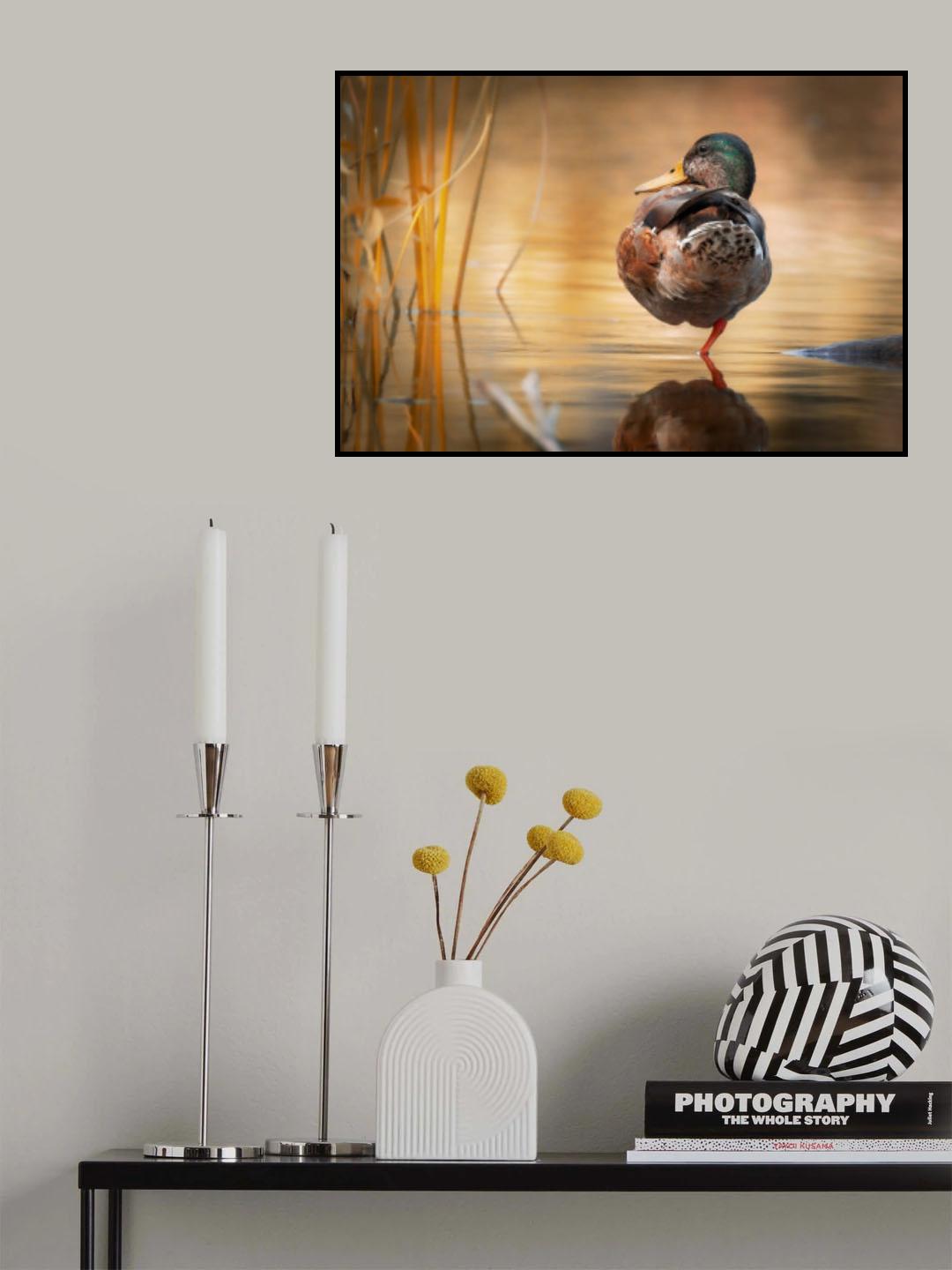 Wild Duck Poster och Canvastavla