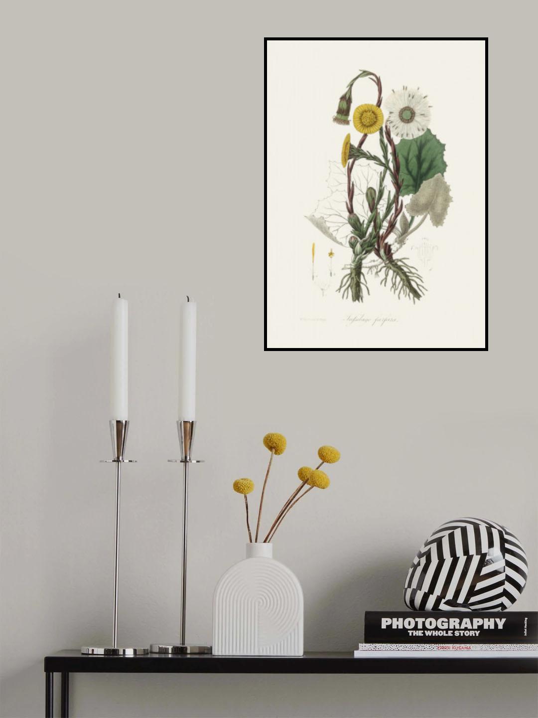 Coltsfoot (tussilago Farfara) Medical Botany Poster och Canvastavla