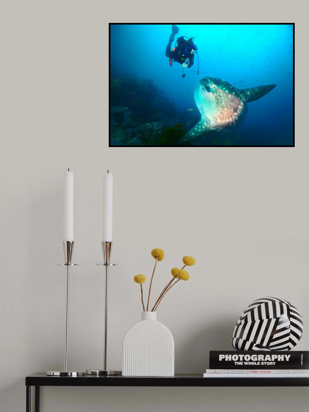 Sunfish whisper Poster och Canvastavla