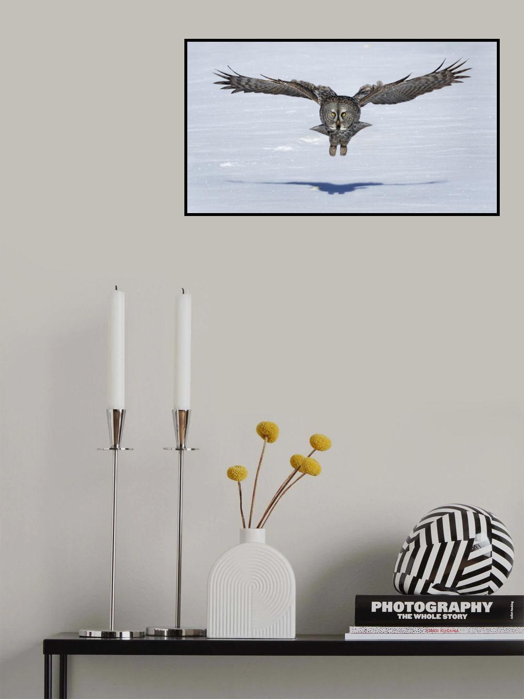 Great Grey Owl in Flight Poster och Canvastavla