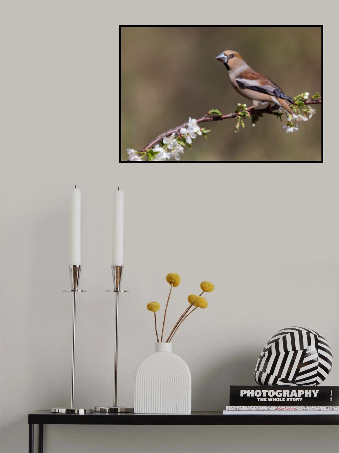 Hawfinch Poster och Canvastavla