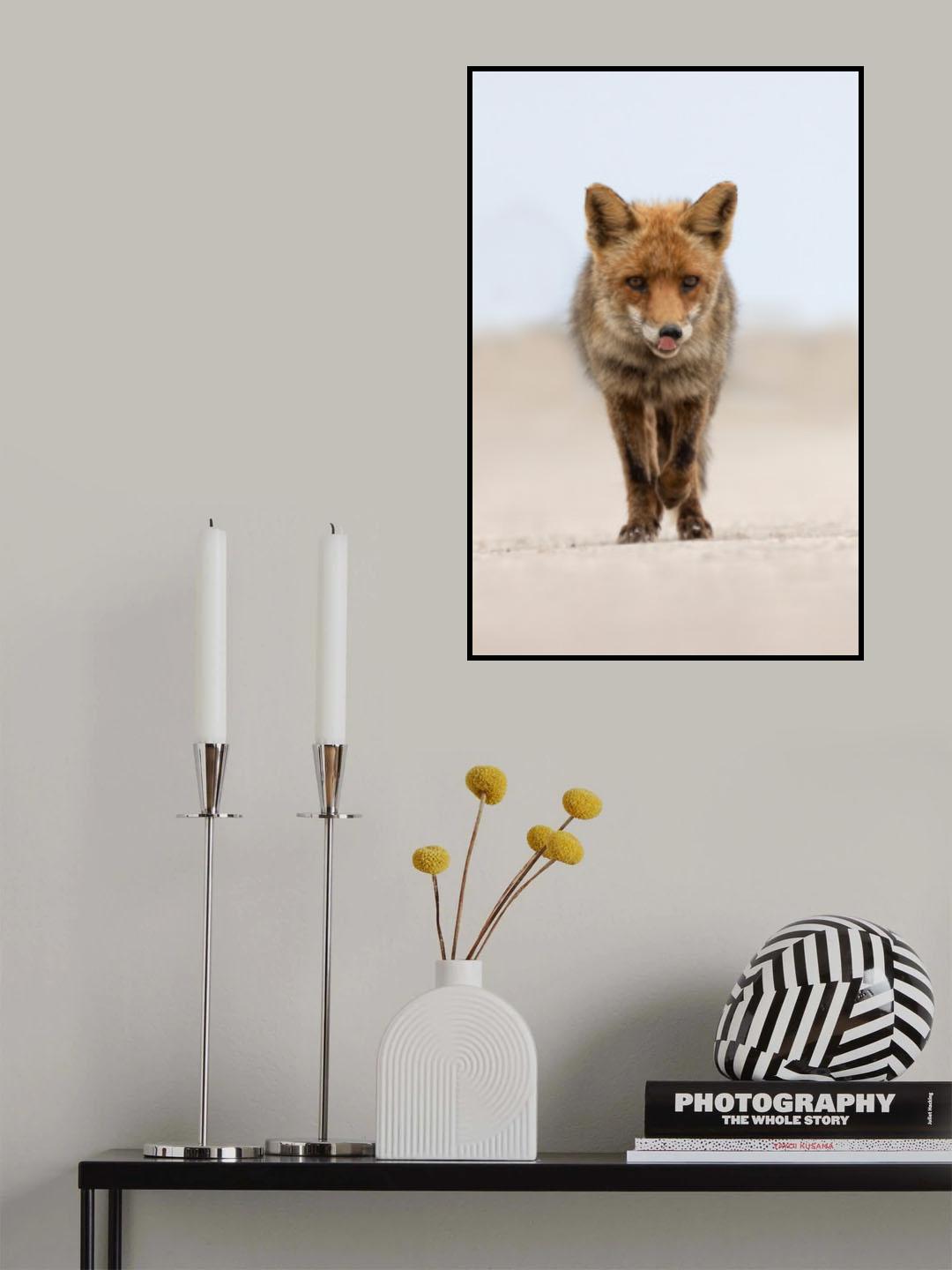 Red Fox Poster och Canvastavla