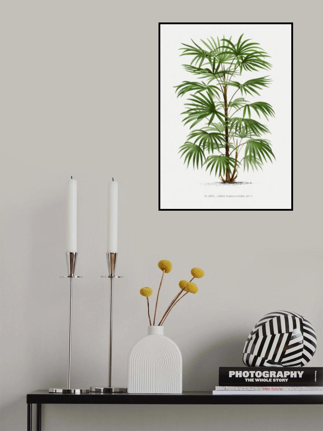 Xxxvi Rhapis F Poster och Canvastavla