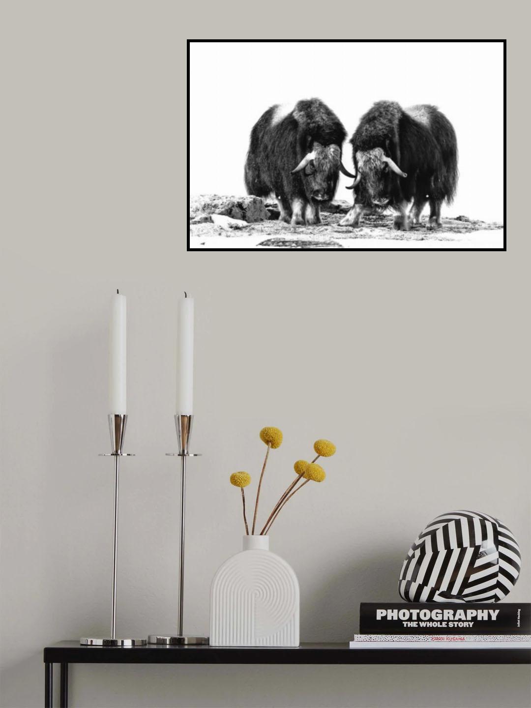 Musk oxen Poster och Canvastavla