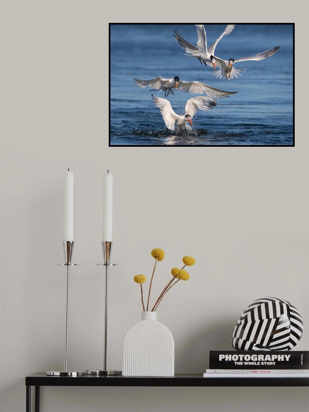 Terns Hunting Fish Poster och Canvastavla
