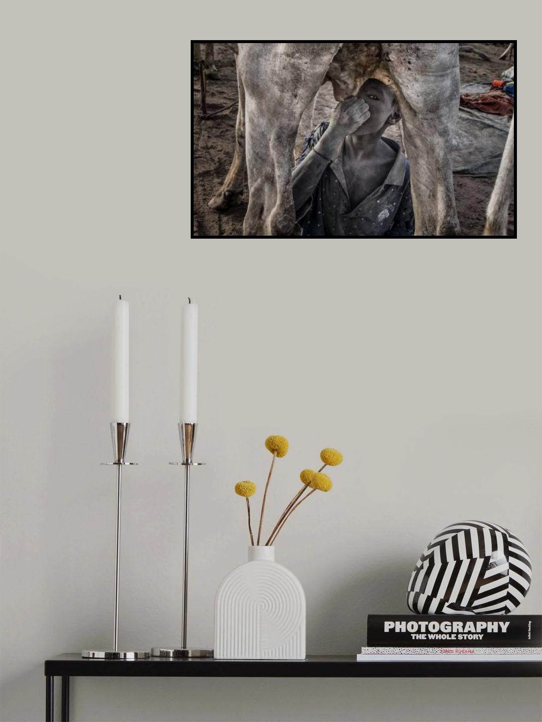 Mundari child drinking directly from the cow ´s udder. Poster och Canvastavla