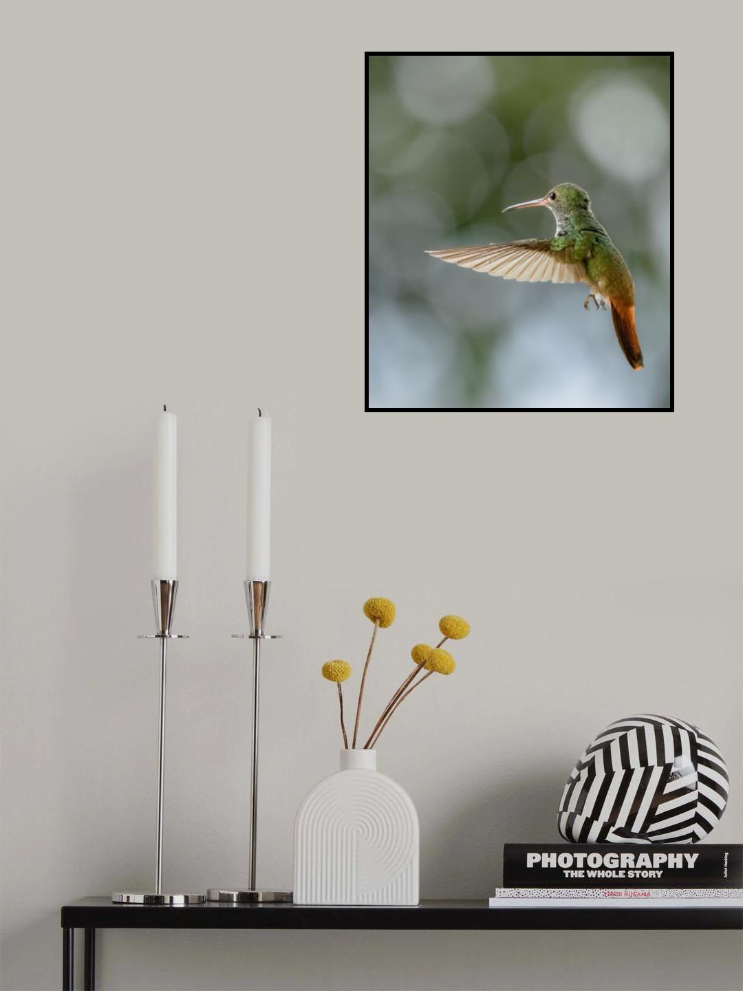 Rufous-tailed Hummningbird Poster och Canvastavla