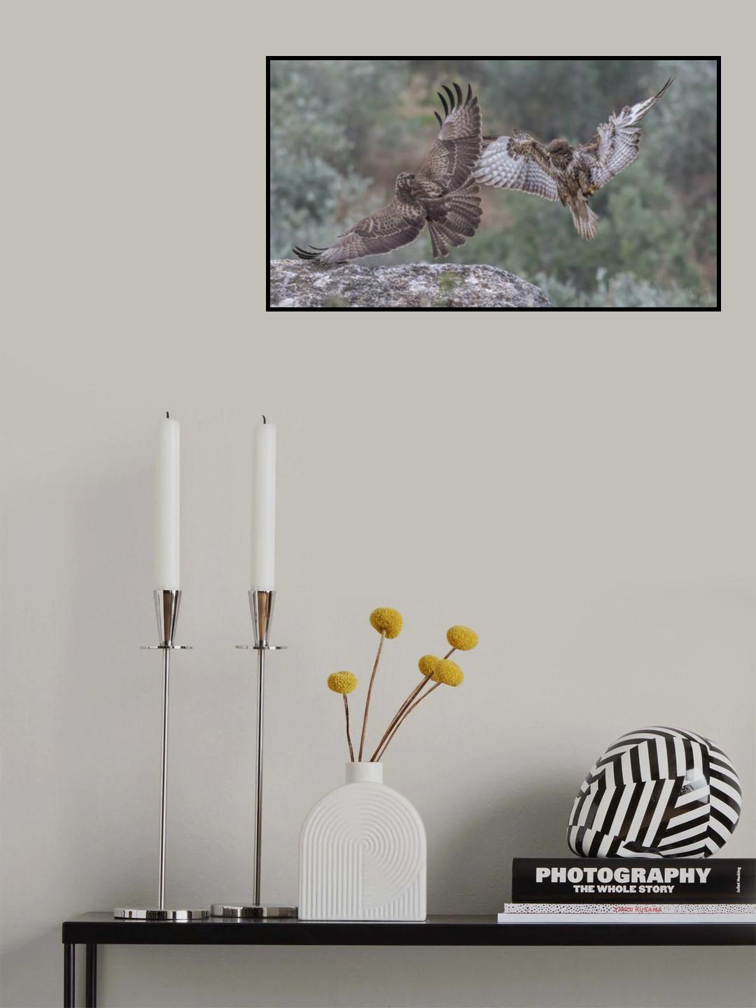 Buteo buteo Poster och Canvastavla