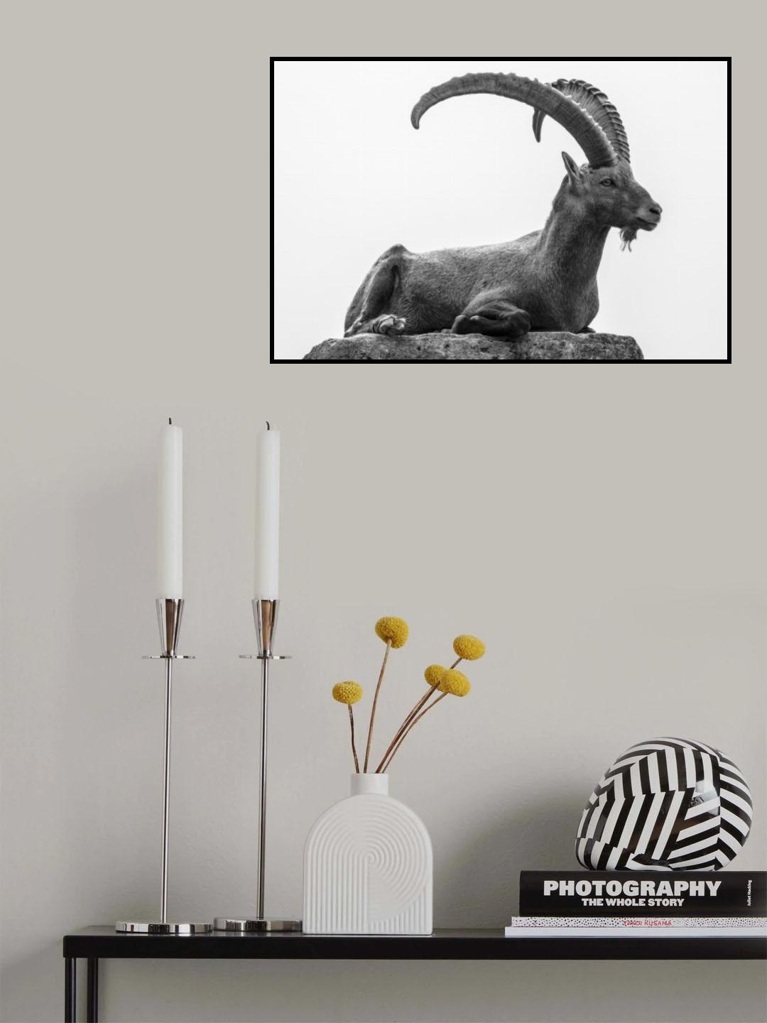 Resting Poster och Canvastavla