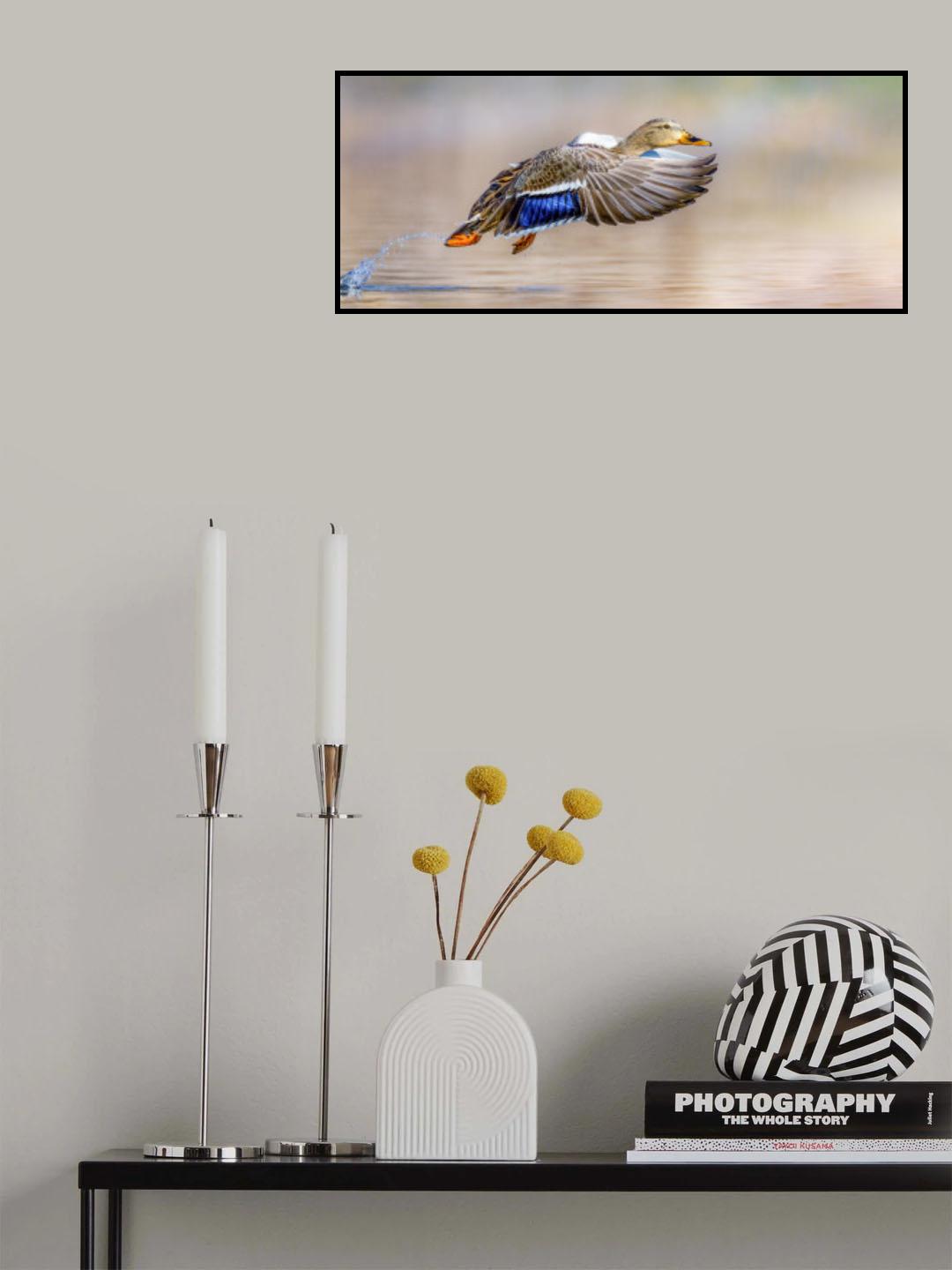 Splish-Splash Poster och Canvastavla