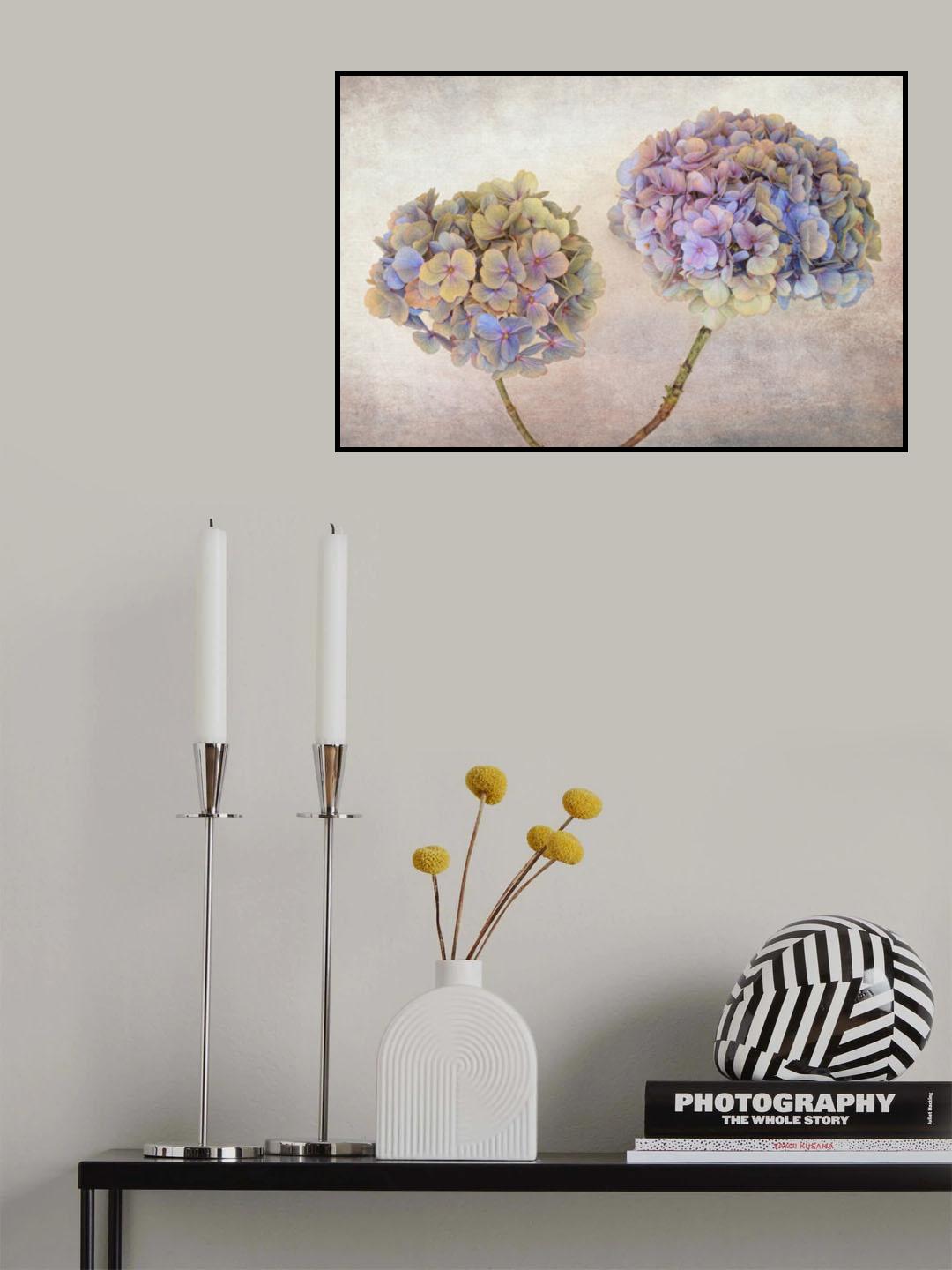 Hydrangea Poster och Canvastavla