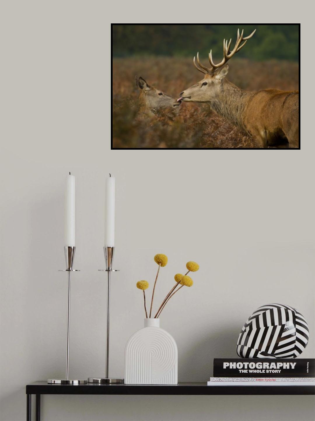 Stolen Kiss Poster och Canvastavla
