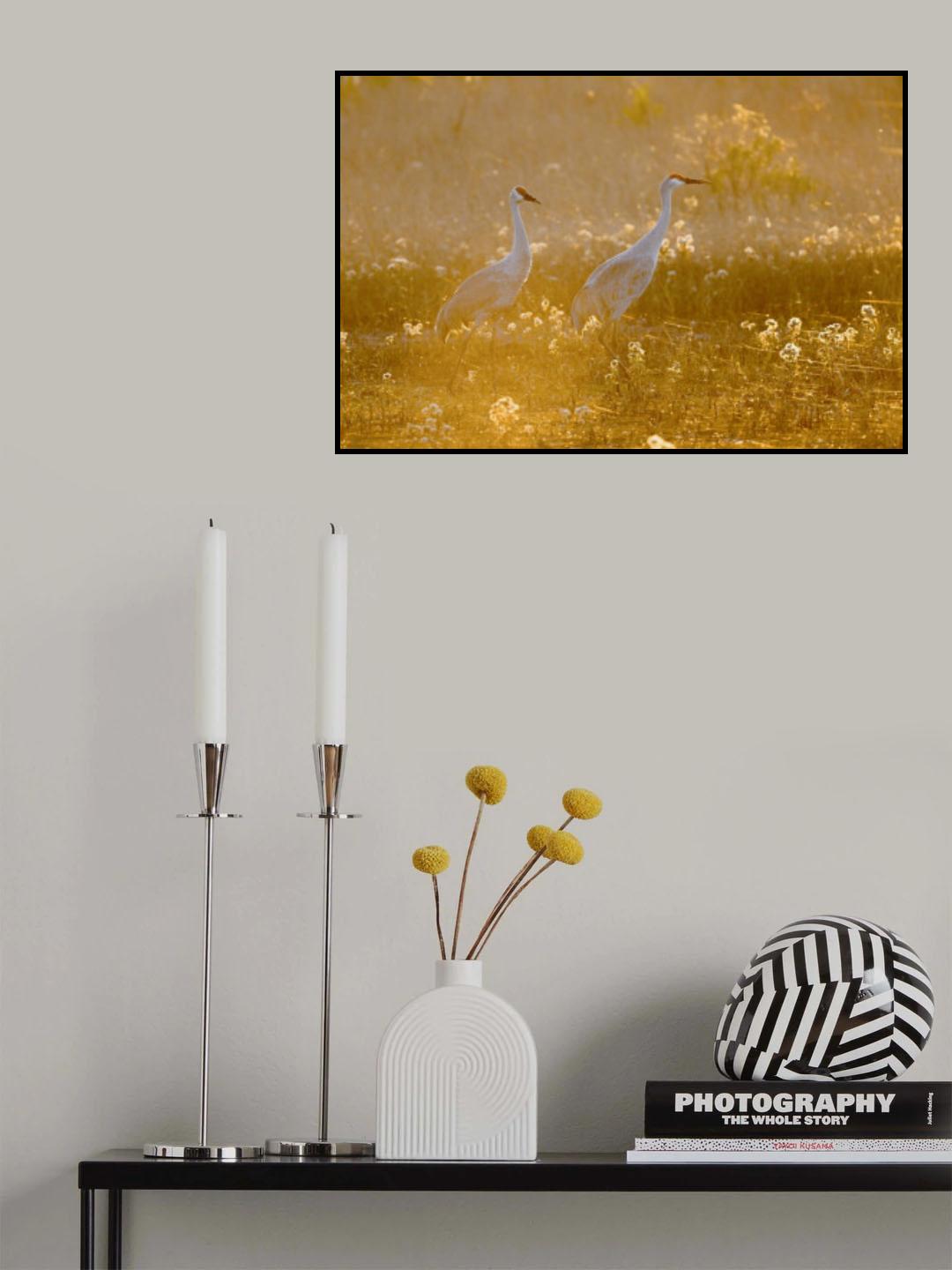 Sandhill cranes Poster och Canvastavla