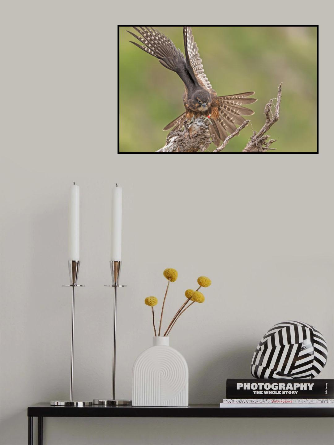 Karearea 80 Poster och Canvastavla