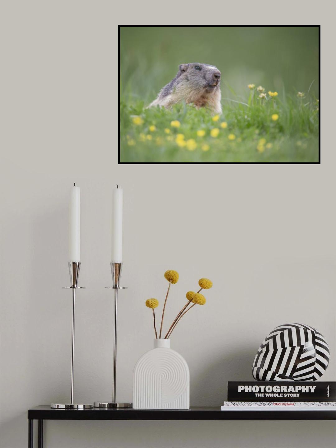 cucu! Poster och Canvastavla
