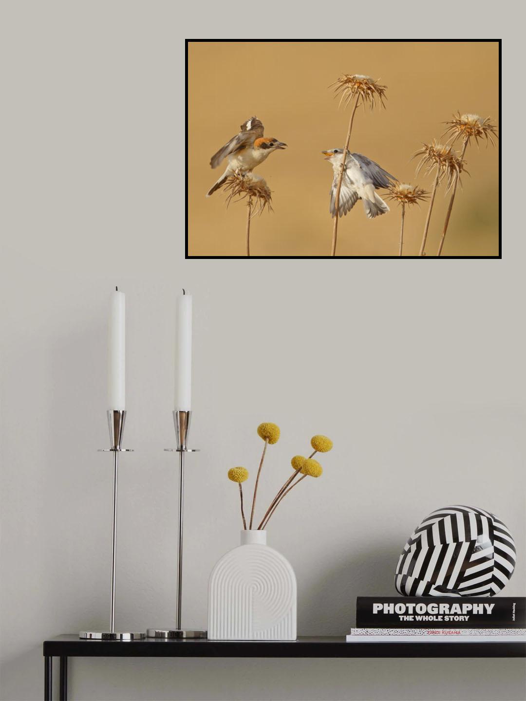 Woodchat Shrike Poster och Canvastavla