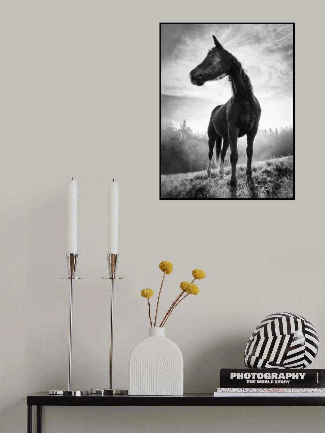 Backlight horse Poster och Canvastavla
