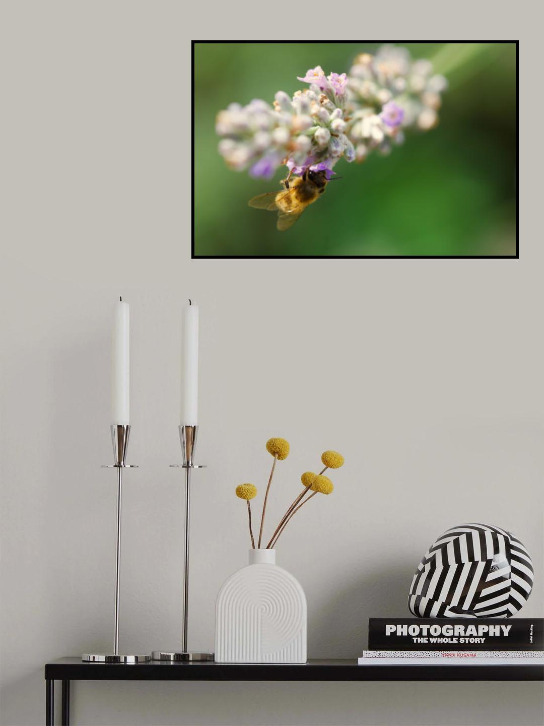 Bee on lavender Poster och Canvastavla
