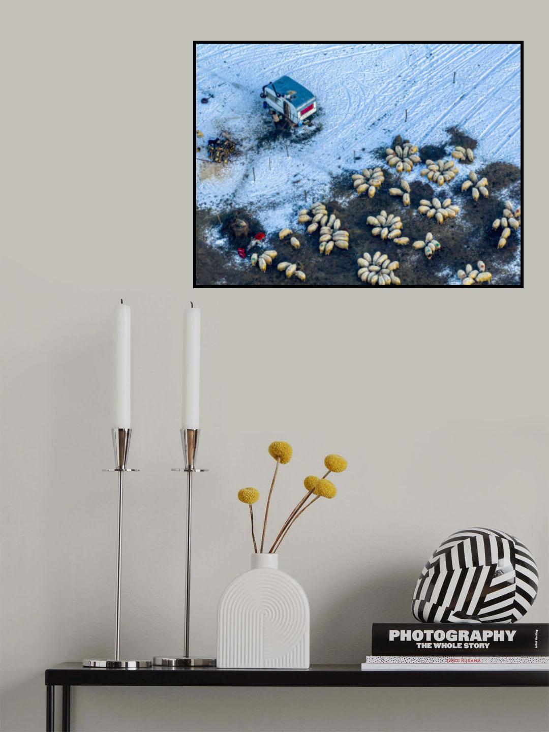 Sheepment Poster och Canvastavla