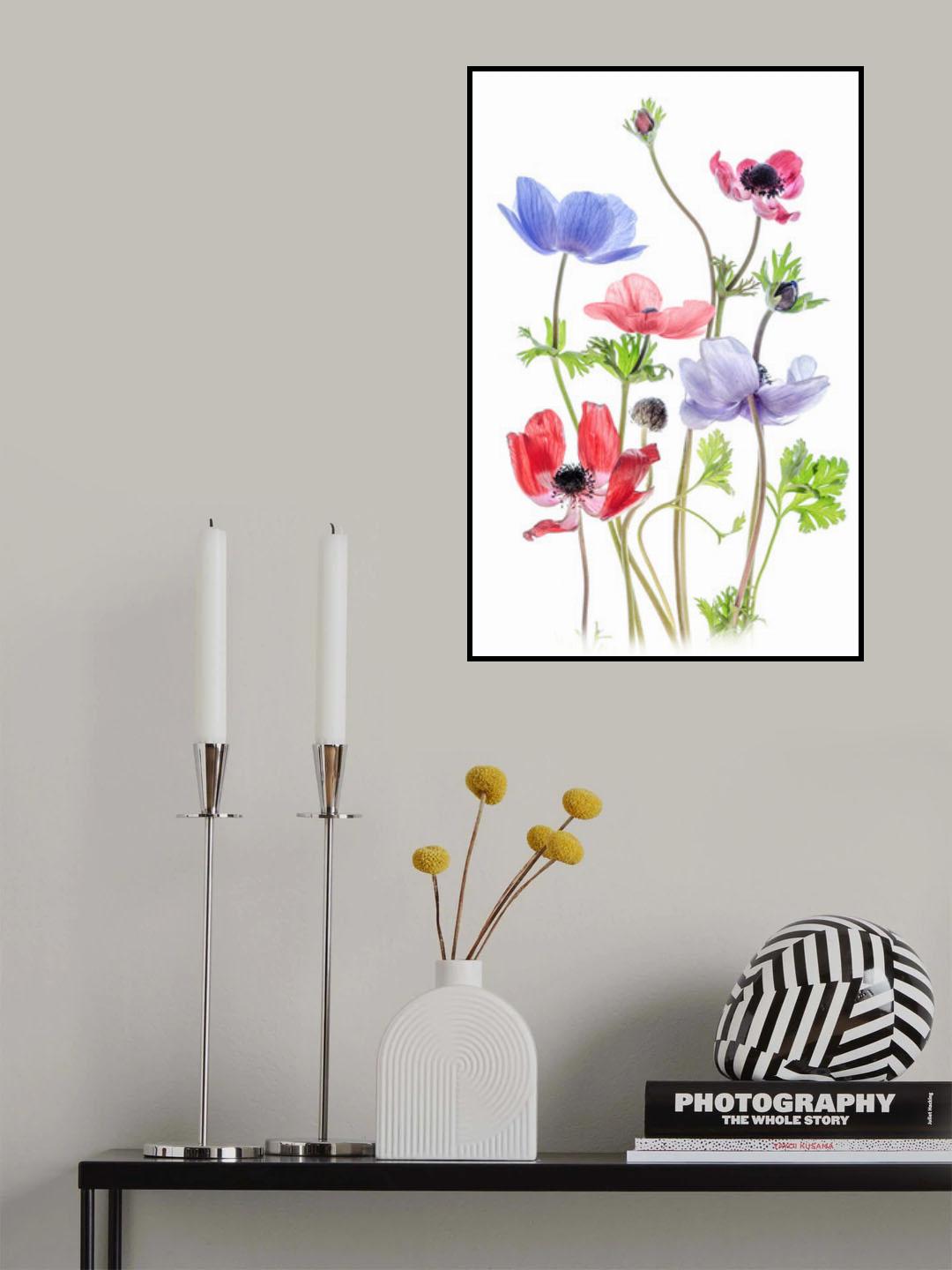 Anemone De Caen Poster och Canvastavla