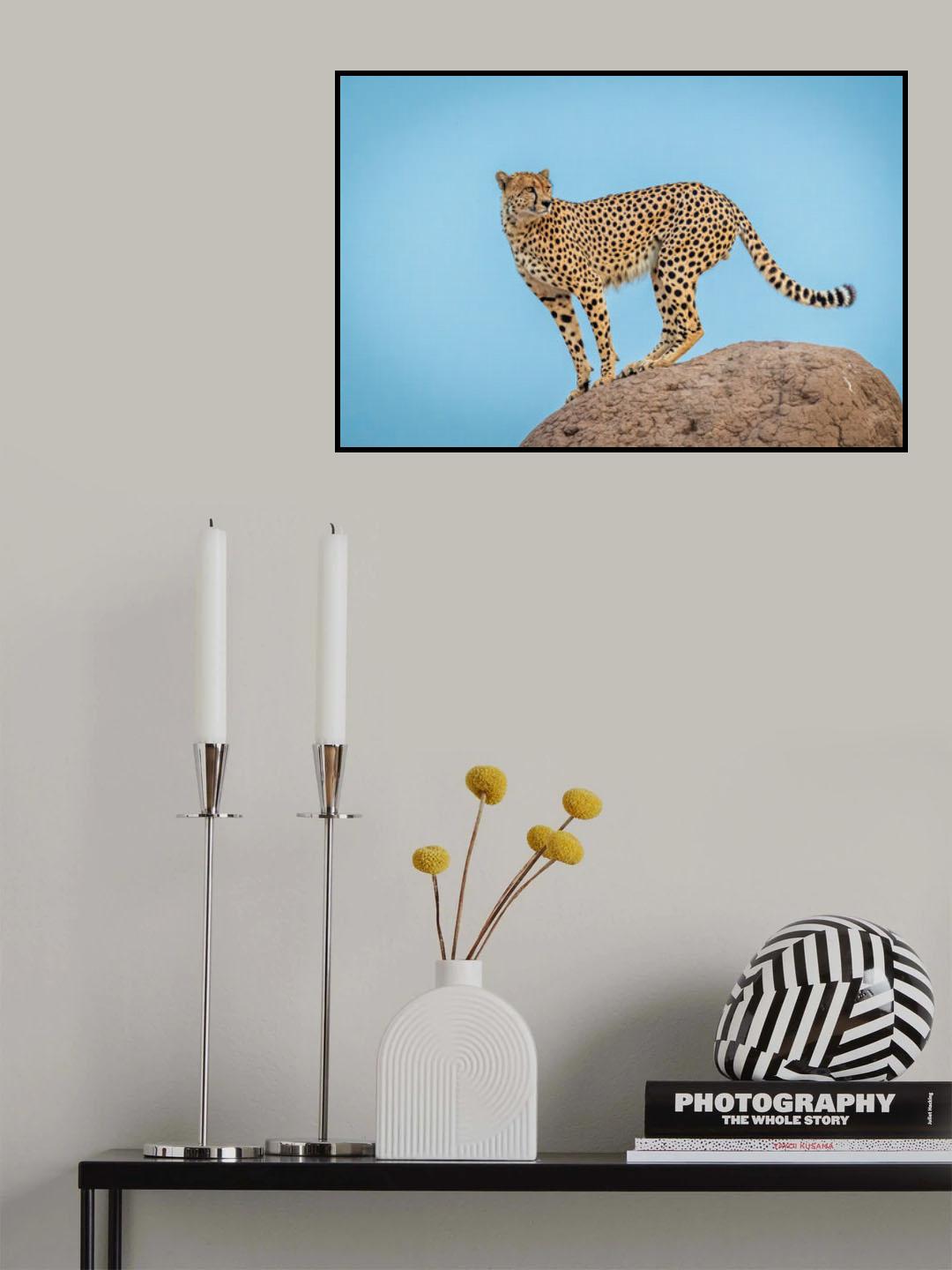 Cheetah in the blue hour Poster och Canvastavla