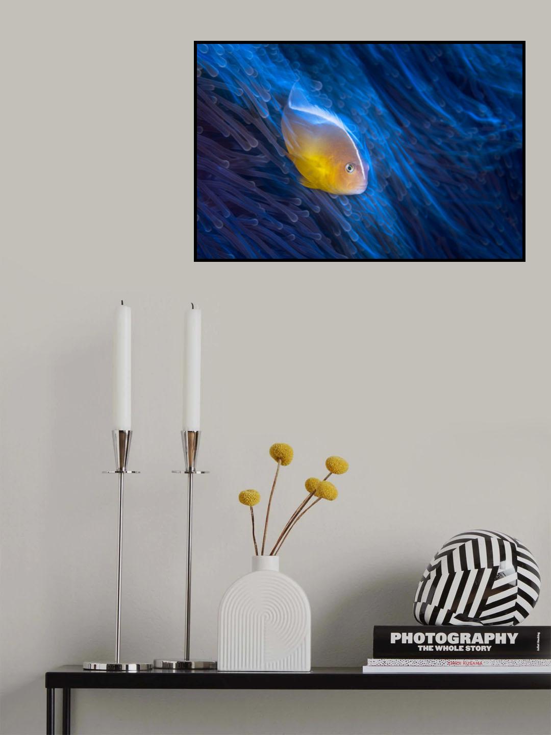 Clownfish Poster och Canvastavla