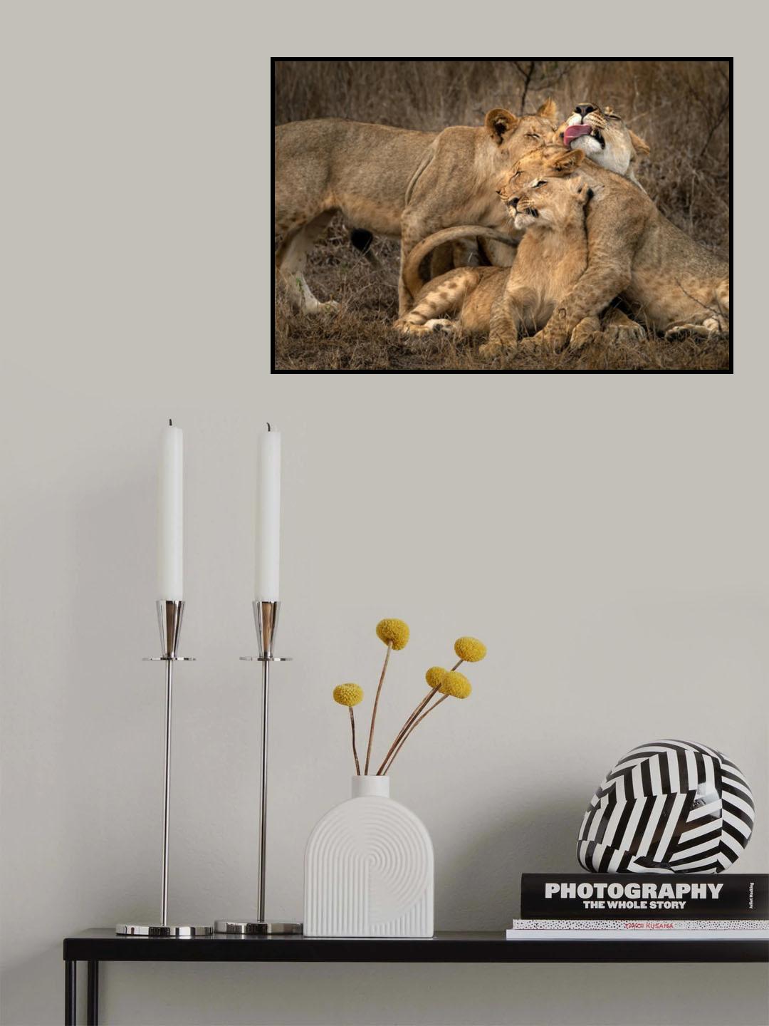 The lions Poster och Canvastavla