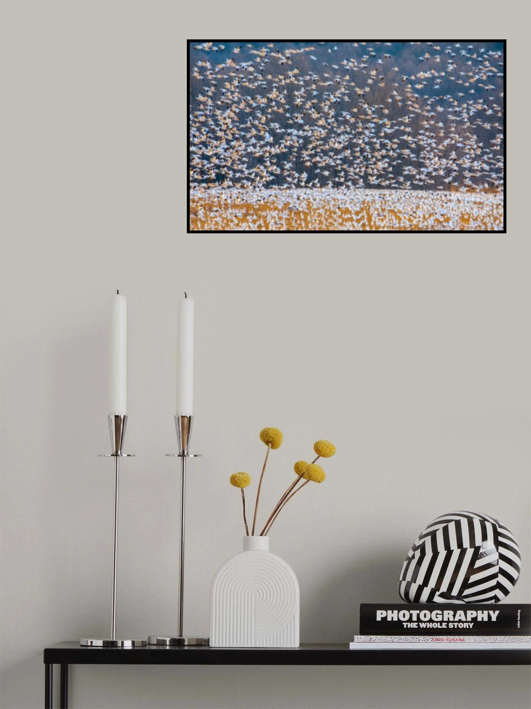 Snow Goose Migration Poster och Canvastavla