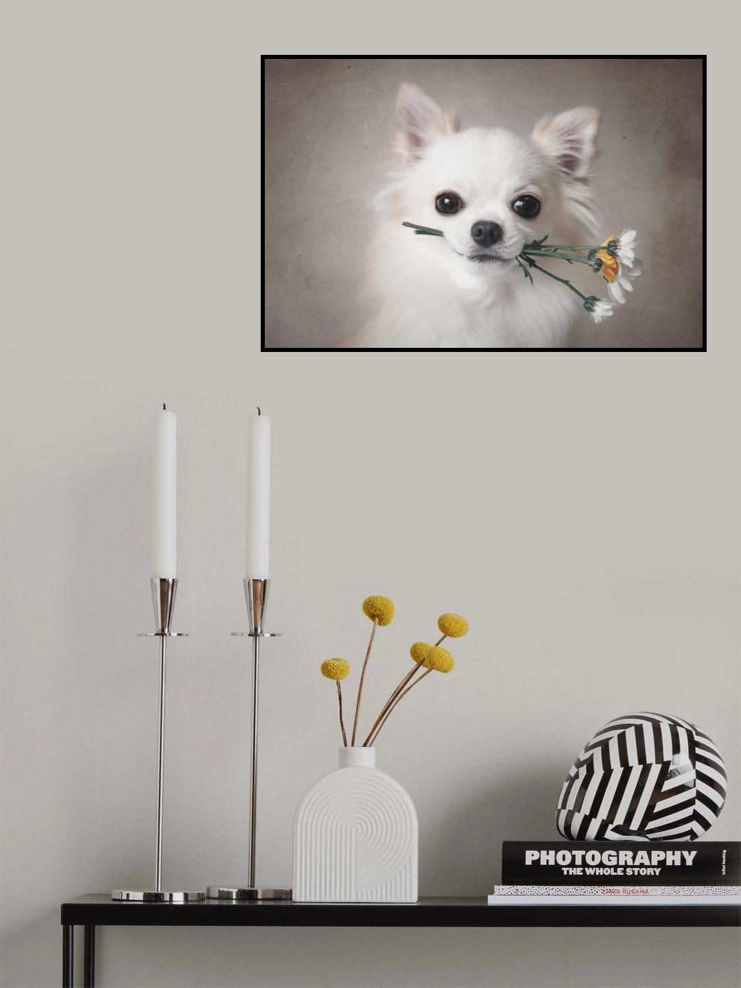 Chihuahua with flowers Poster och Canvastavla