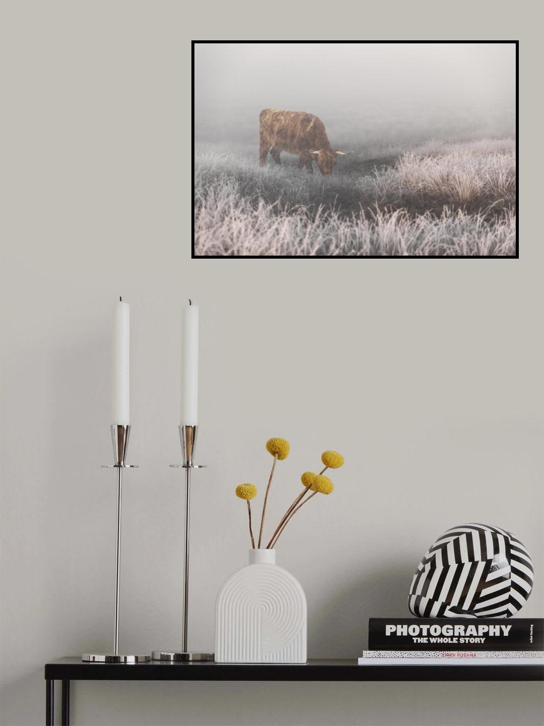 Highlander in White Grass Poster och Canvastavla