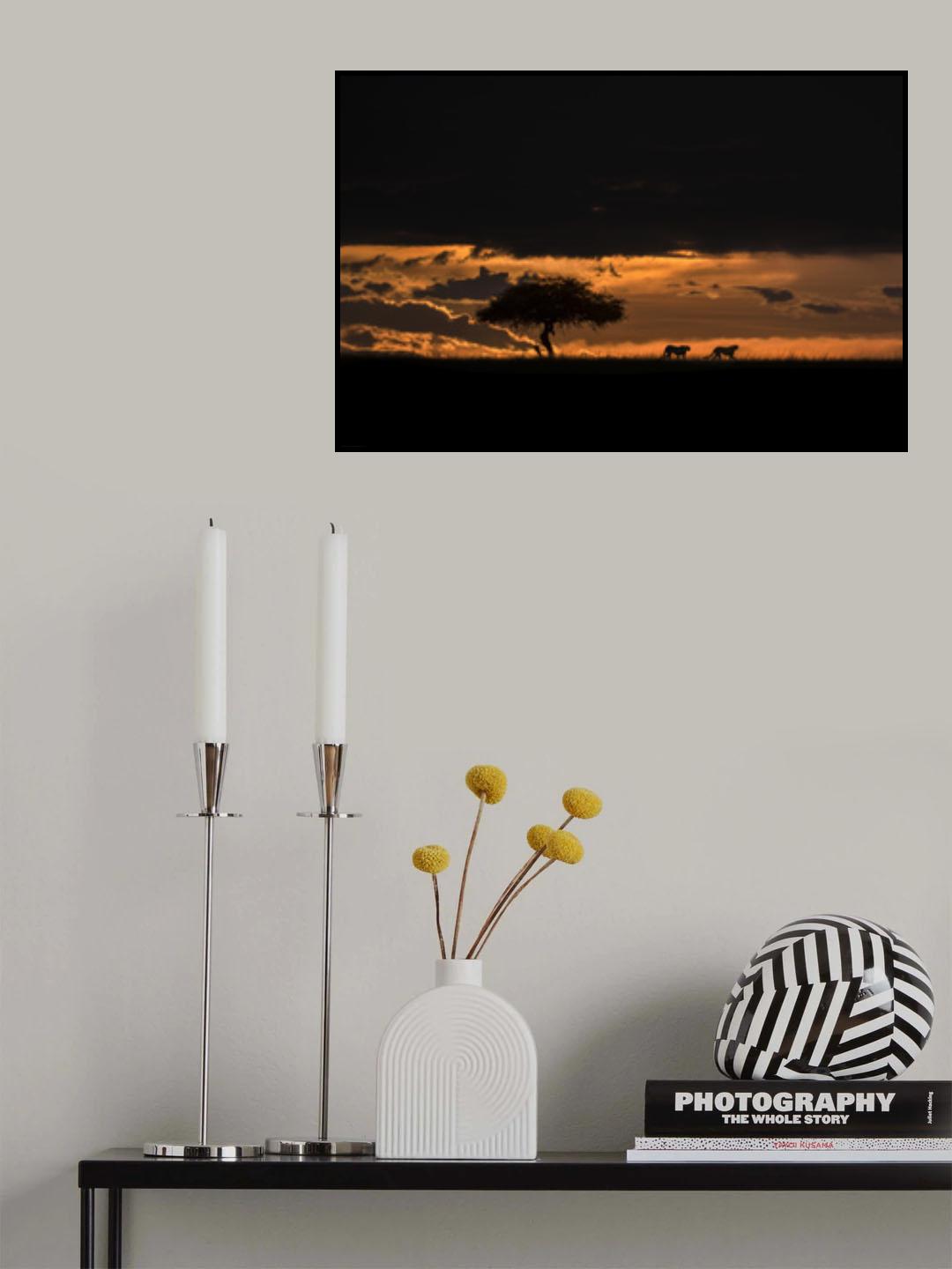 Cheetahs at dawn Poster och Canvastavla
