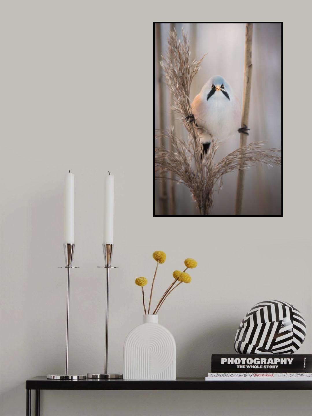 Backlit bearded reedling at sunset Poster och Canvastavla