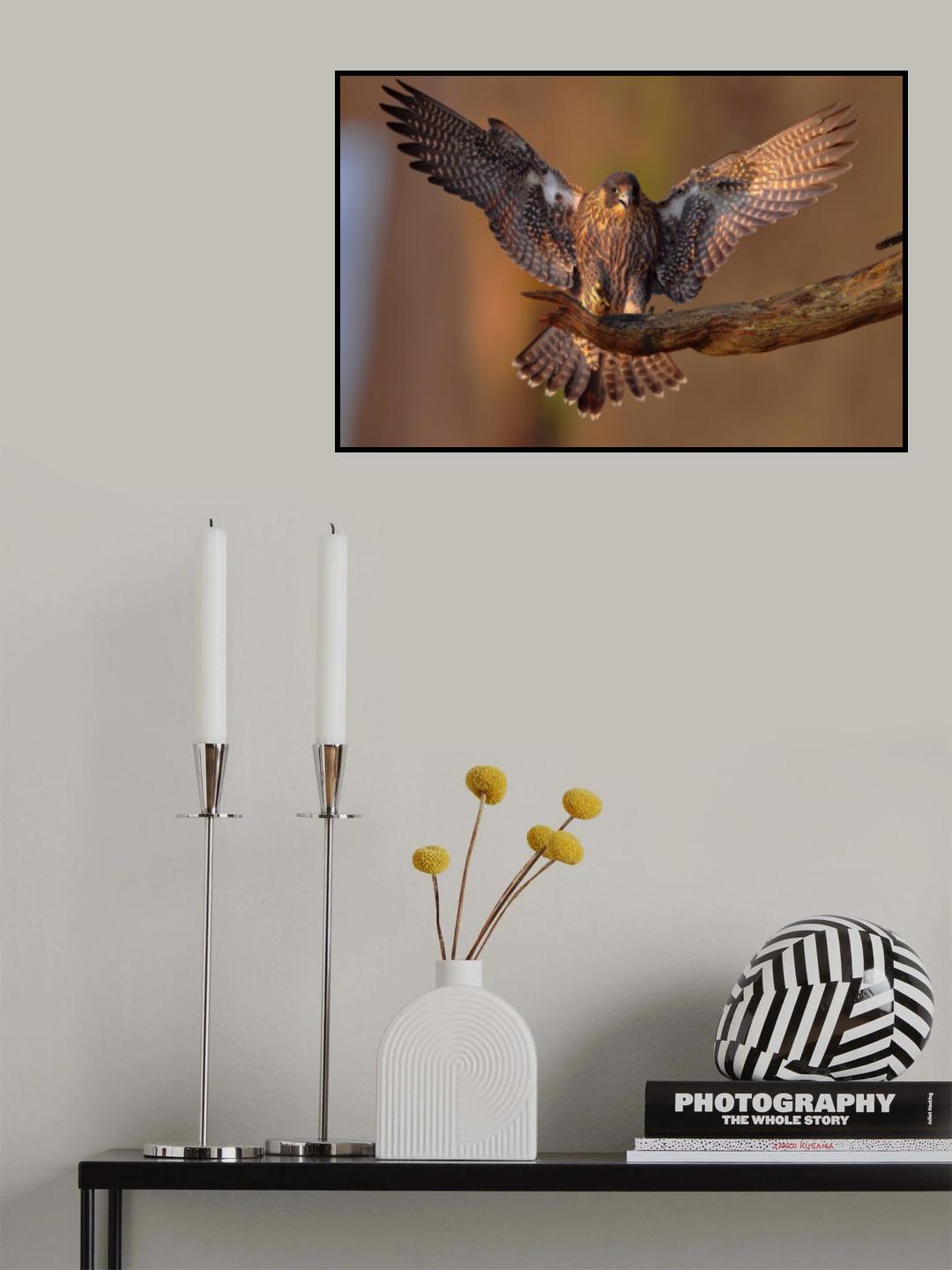 Peregrine Falcon Poster och Canvastavla