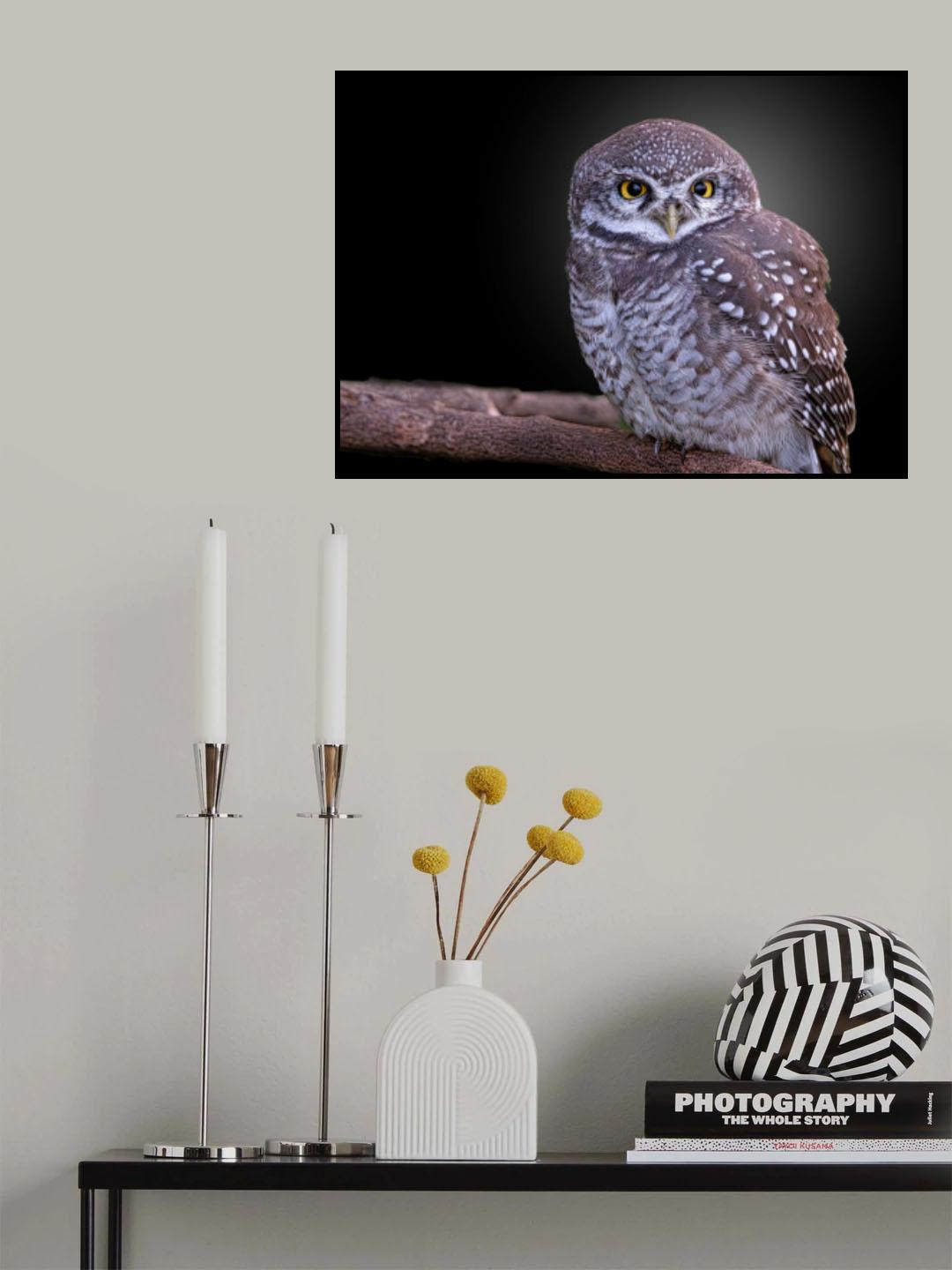 Spotted Owlet Poster och Canvastavla